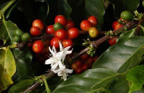La Candelaria Coffee Farm B&B