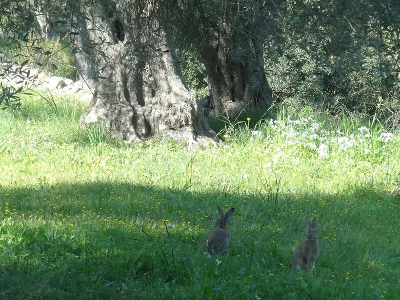 Villa G?te Bastide Sainte Trinide