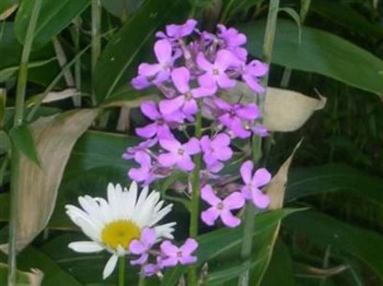 Rock Cottage Gardens B&B