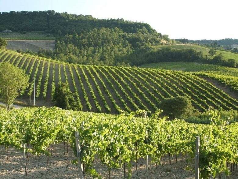 Villa Verdidea - Il Salice