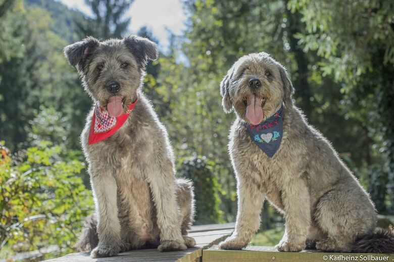 Hotel Mair Am Ort (Dog Hotel)