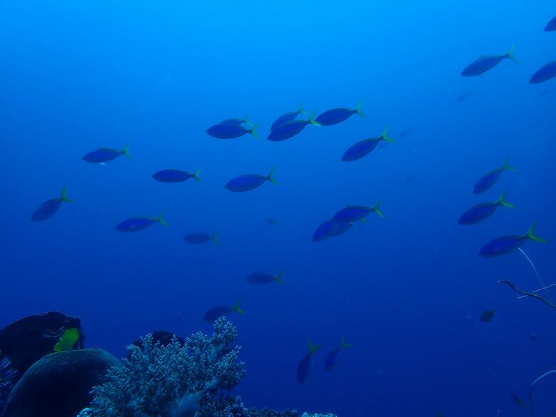 Bed & Breakfast Hoga Island Dive Resort Wakatobi