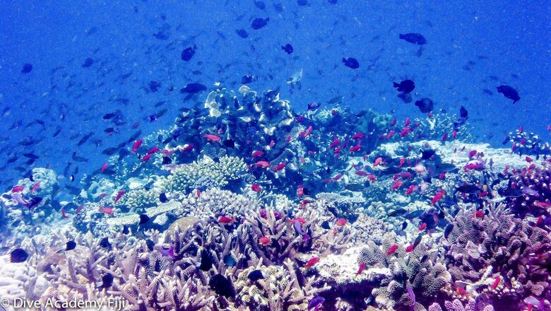 Hotel Viani Bay Resort At Dive Academy Fiji