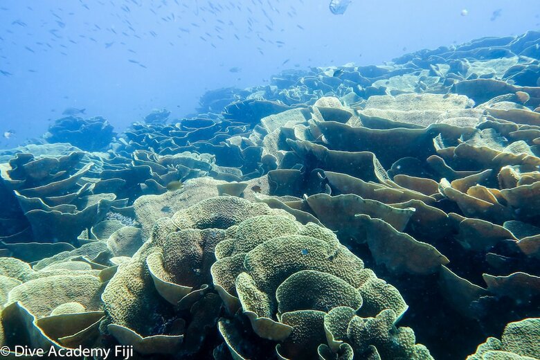 Hotel Viani Bay Resort At Dive Academy Fiji