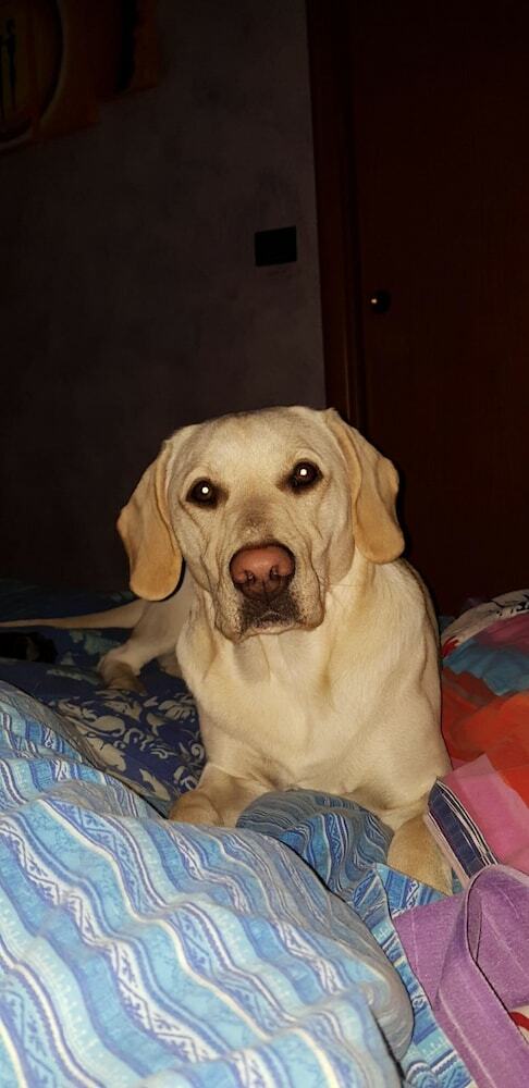 B&B Il Mio Gelso