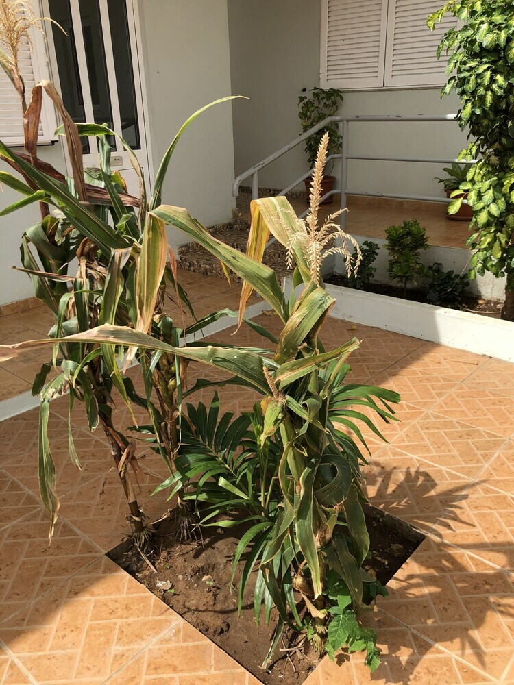 Hotel Guest House Terezinha