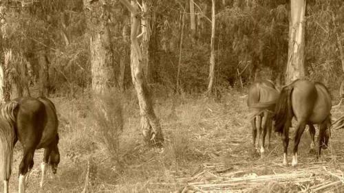 Lodge Caba�as Los Pioneros