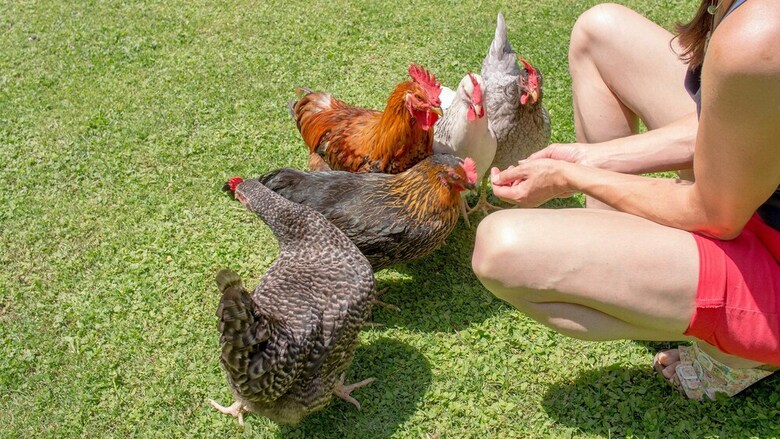 Pension Haus Wildbach