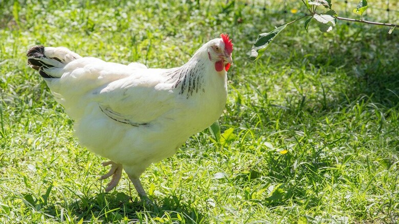 Pension Haus Wildbach