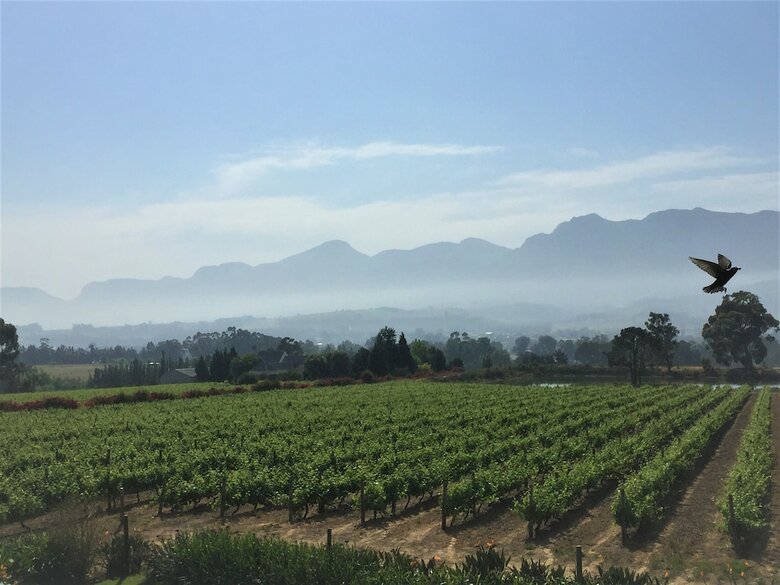 Hotel Cana Vineyard Guesthouse