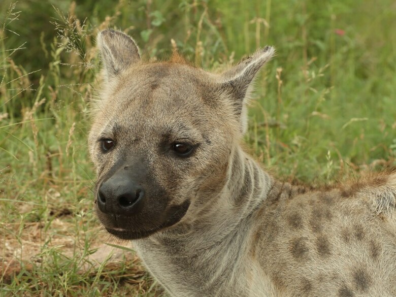Posada Kruger Park Tours
