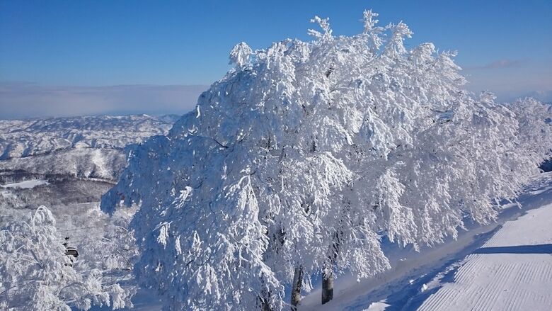 Bed & Breakfast Nozawa Dream Central