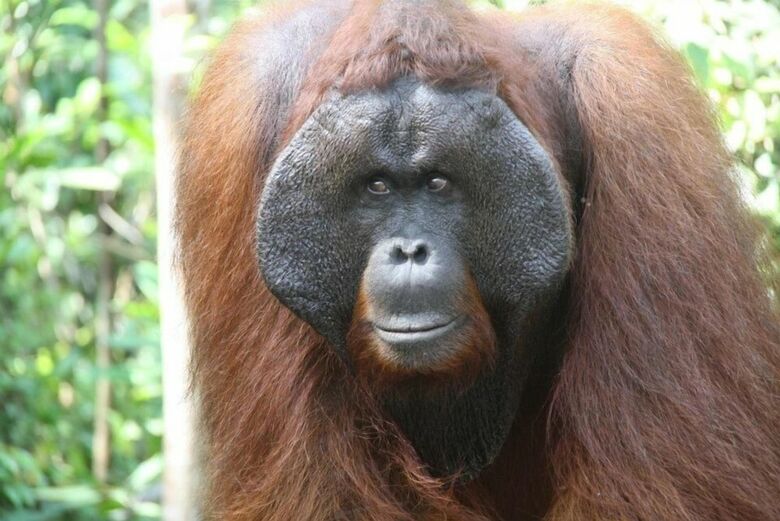 Bed & Breakfast Arut Riverside Orangutan Guest House