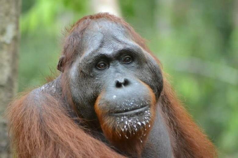 Bed & Breakfast Arut Riverside Orangutan Guest House