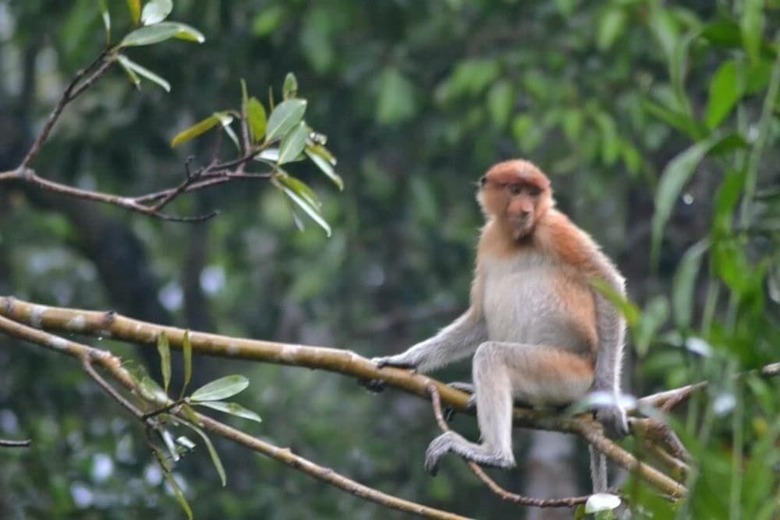 Bed & Breakfast Arut Riverside Orangutan Guest House