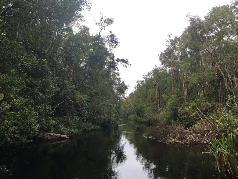 Bed & Breakfast Arut Riverside Orangutan Guest House