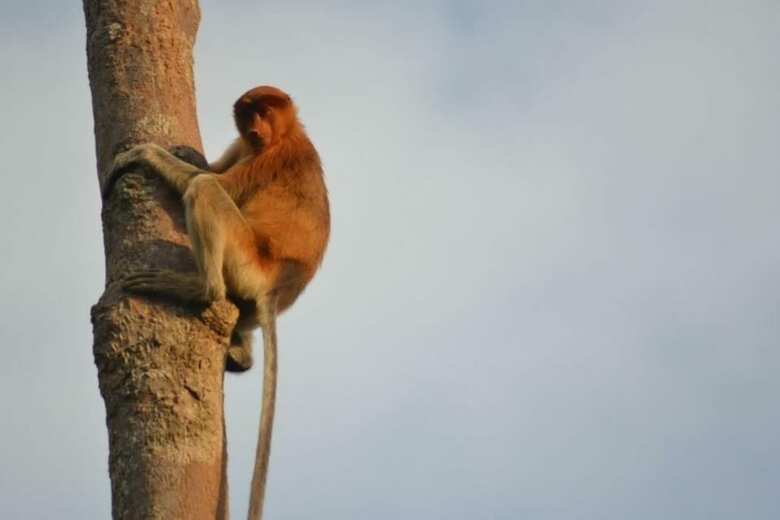 Bed & Breakfast Arut Riverside Orangutan Guest House
