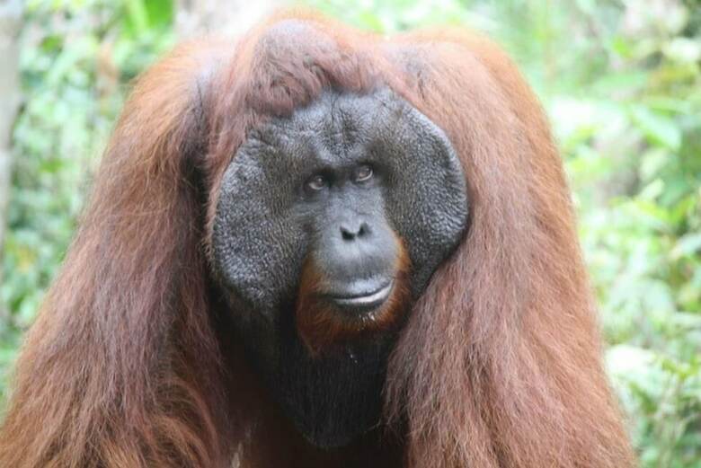 Bed & Breakfast Arut Riverside Orangutan Guest House