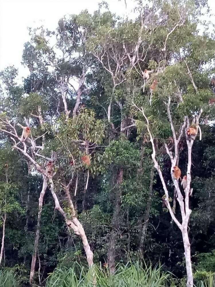 Bed & Breakfast Arut Riverside Orangutan Guest House