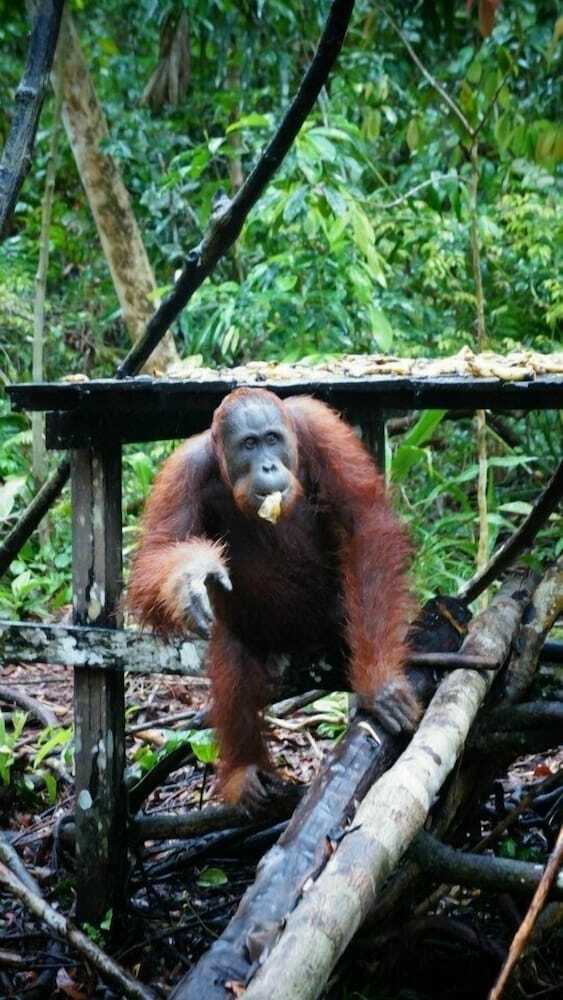 Bed & Breakfast Arut Riverside Orangutan Guest House