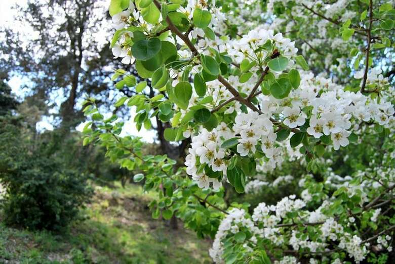 Bed & Breakfast Villa Nais