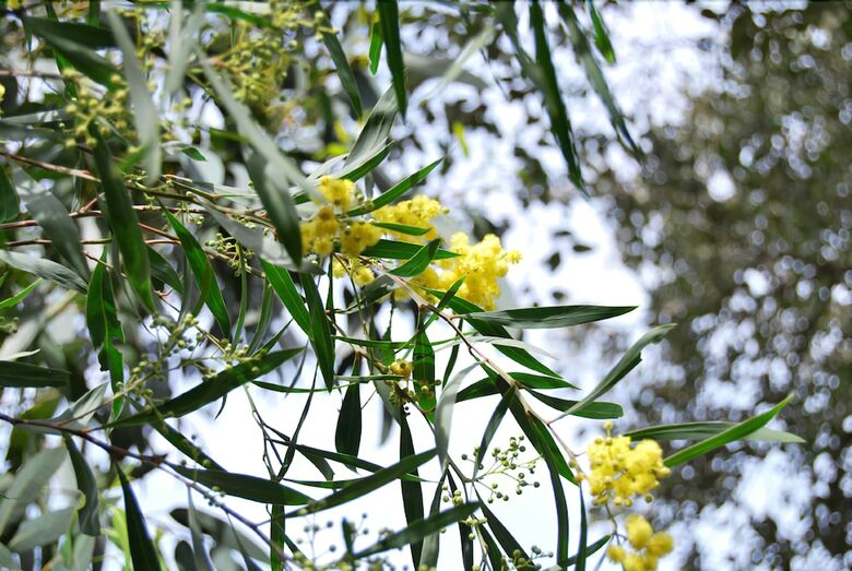 Bed & Breakfast Villa Nais