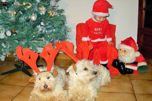 Bed & Breakfast Chambres D'hotes La Maison Des Chiens Verts
