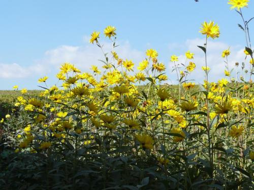 Hostal Maison D'h�tes Les Feuilles D'or