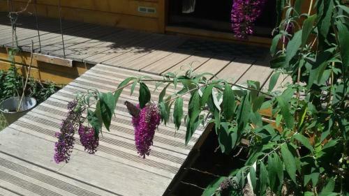 Bed & Breakfast Roulotte Zelena Hora