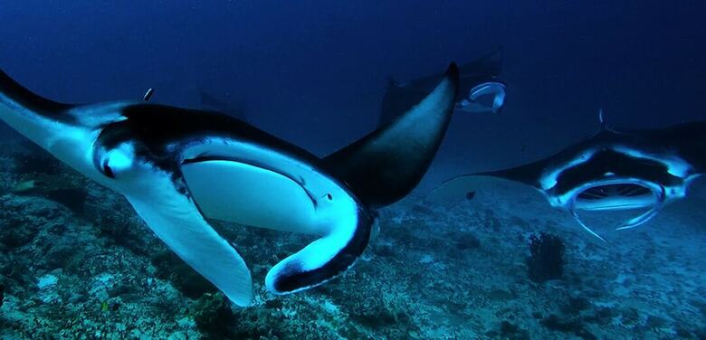 Hotel Aquaventure Manta Lodge - Scuba Divers