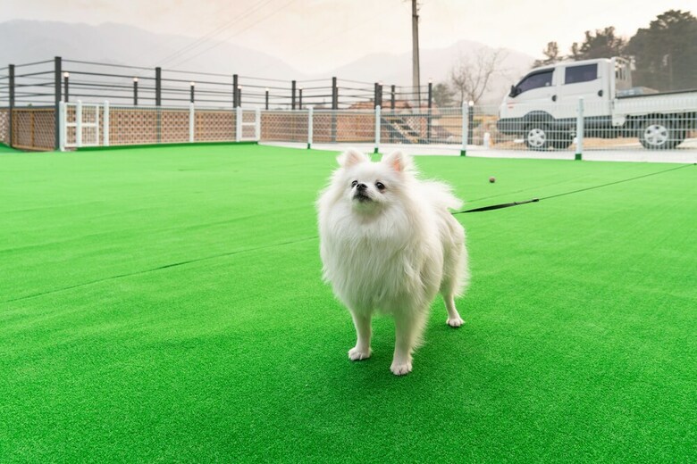 Two Puppy Place Pension