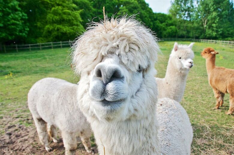 Northlands Farm & Lakes