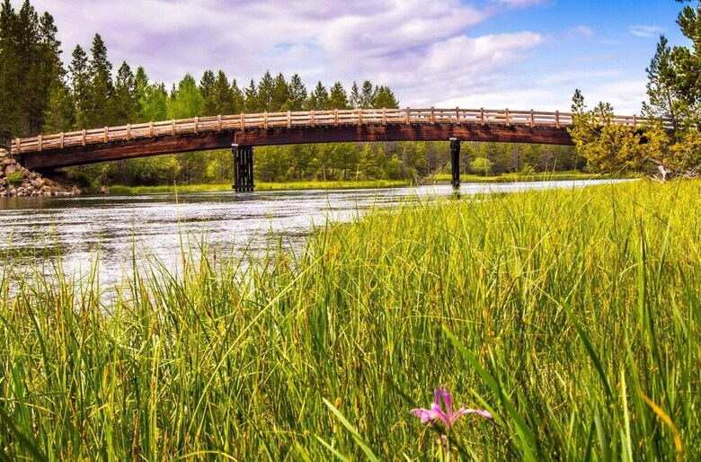 Duck Pond 3