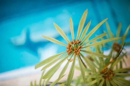 Hotel Les Feuilles D'acanthe