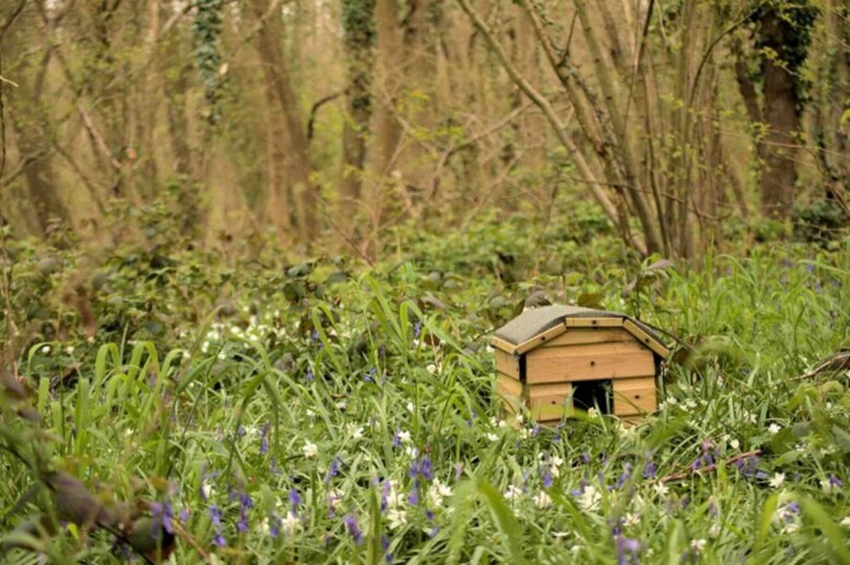 Cabana Ancient Woodland Retreat
