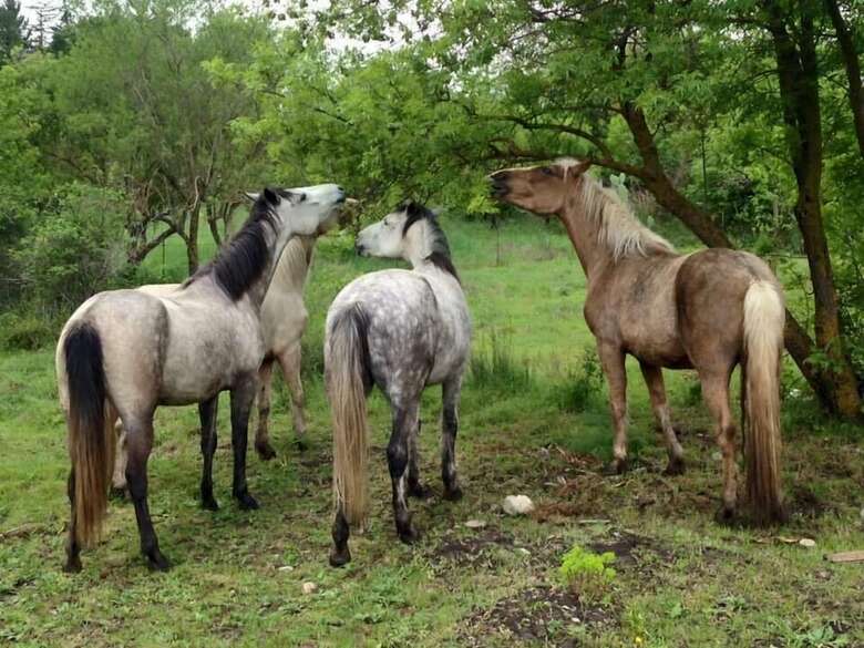 Agroturismo Azienda Agricola Traina