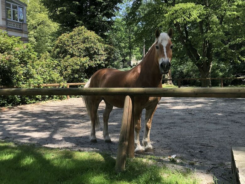 Apartamentos Horse4 C - Ranch