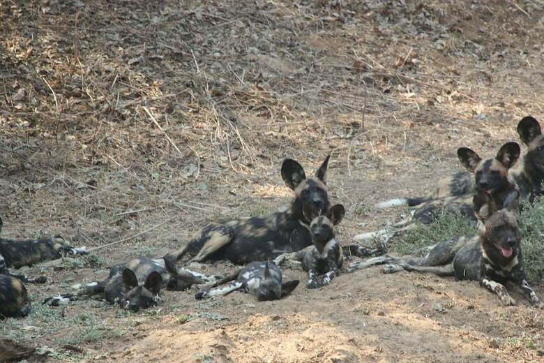 Mwinilunga Safaris