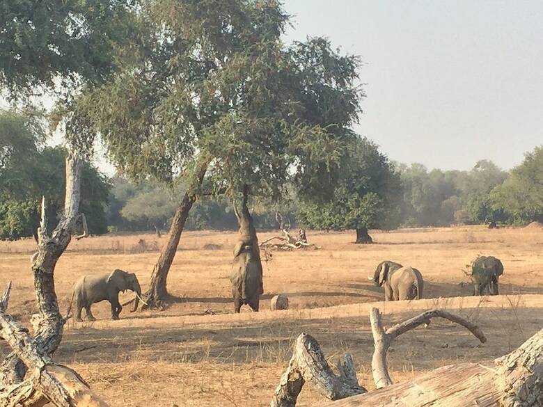 Mwinilunga Safaris