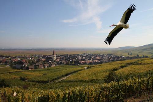 Bed & Breakfast Les Chambres Du Vignoble - Domaine Pierre Adam