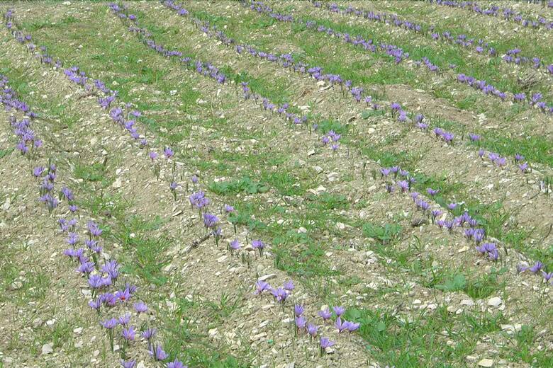 Agroturismo Agriturismo Zafferano E Dintorni