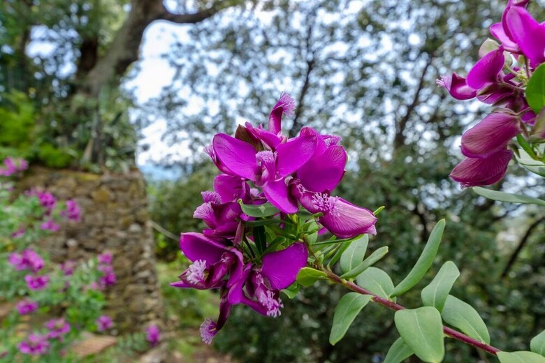 Altido Villa Monterosso Apartment Giardino