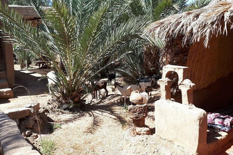 Posada The Palm Grove