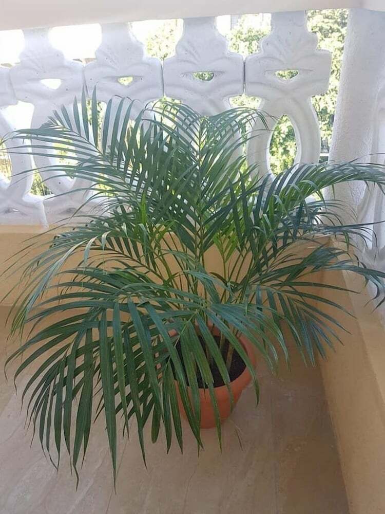 Aparthotel Sunset Paradise Negril