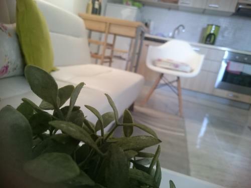 Apartment Punta