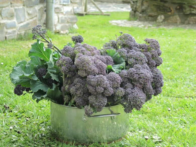 Bed & Breakfast Holwell Holistic Retreat - Adults Only