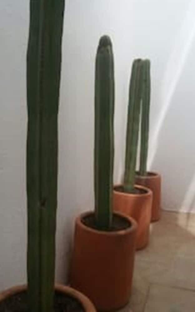 Apartamentos The Best Place To Enjoy Oaxaca
