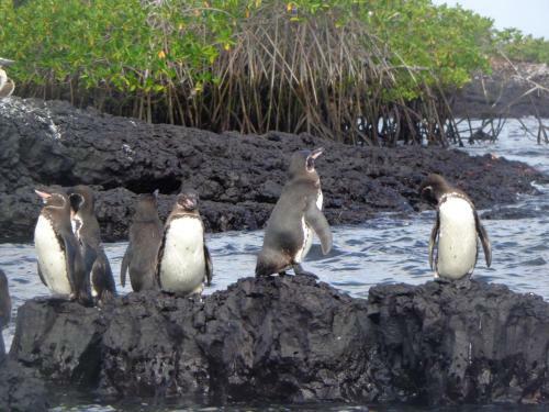 Hostal Casa Cascada Suites- Galapagos