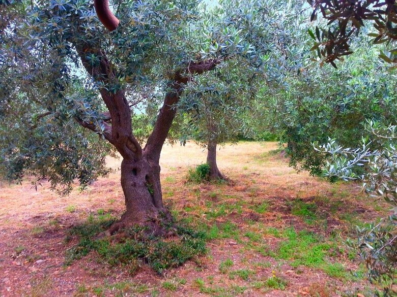 Comfy Holiday Home In Monte Argentario With Garden