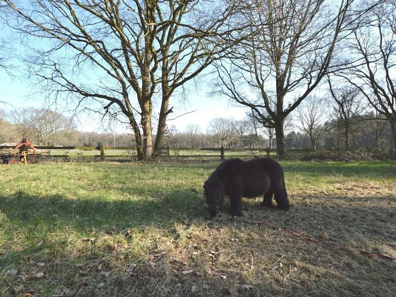 Spacious Holiday Home Near Forest In Peer